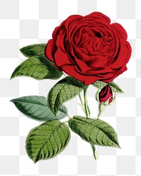 PNG Grand Mogul Crimson Hybrid Rose vintage illustration on transparent background. Remixed by rawpixel.