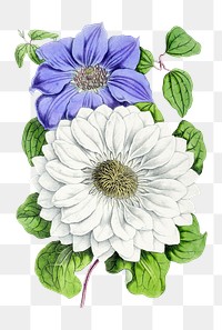 PNG Clematis williamsii and Clematis florida vintage illustration on transparent background. Remixed by rawpixel.