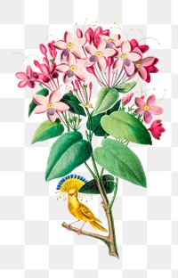 La Justicia png, vintage botanical illustration on transparent background. Remixed by rawpixel.