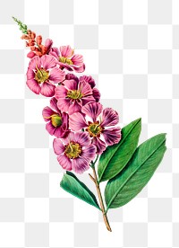 Lagerstroemia png, vintage botanical illustration on transparent background. Remixed by rawpixel.