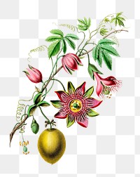 La Pomme Grenadille png, vintage botanical illustration on transparent background. Remixed by rawpixel.