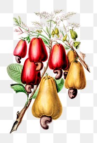 Cashew tree png, vintage botanical illustration on transparent background. Remixed by rawpixel.