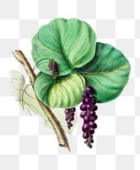 Sea Grape Plant png, vintage botanical illustration on transparent background. Remixed by rawpixel.