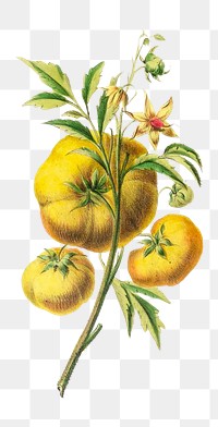 La Pomme d'Amour png, vintage botanical illustration on transparent background. Remixed by rawpixel.