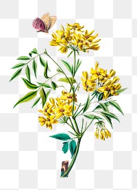 Italian jasmine shrub png, vintage botanical illustration on transparent background. Remixed by rawpixel.