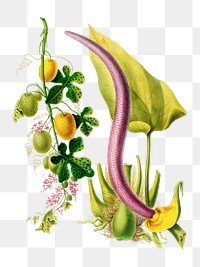 Le Serpent Vegetal Pothos png, vintage botanical illustration on transparent background. Remixed by rawpixel.