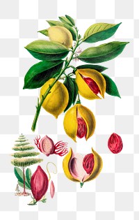 Nutmeg Plant png, vintage botanical illustration on transparent background. Remixed by rawpixel.