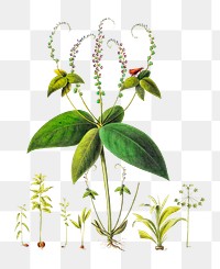 Spigelia anthelmia png, vintage botanical illustration on transparent background. Remixed by rawpixel.