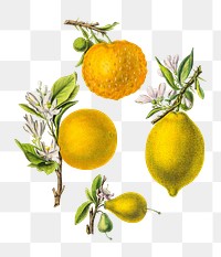 Citrus from Flore d'Amérique png, vintage botanical illustration on transparent background. Remixed by rawpixel.