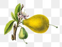 Citrus from Flore d'Amérique png, vintage botanical illustration on transparent background. Remixed by rawpixel.