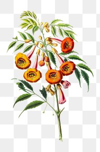 Trumpet Vine png, vintage botanical illustration on transparent background. Remixed by rawpixel.