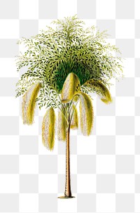 Palm Tree png, vintage botanical illustration on transparent background. Remixed by rawpixel.