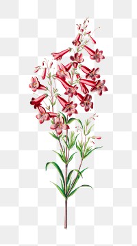 Penstemon parryi png, vintage botanical illustration on transparent background. Remixed by rawpixel.