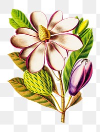 Southern Magnolia Flower png, vintage botanical illustration on transparent background. Remixed by rawpixel.