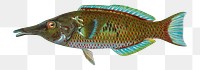 PNG Hawaiian Fish Hinalea, vintage illustration on transparent background