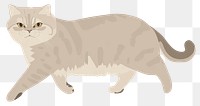 PNG Scottish Fold Cat cat playing illustration animal pet.