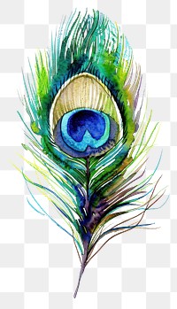 PNG Watercolor a peacock feather art illustration illustrated.