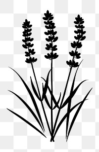 PNG Lavender silhouette illustration plant.