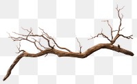 PNG Dry branch wood tree decorative.