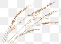 PNG Grass grass background white.