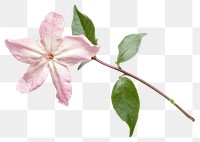 PNG Jasmine flower with leave background leaves petal.