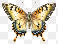 PNG Butterfly illustration drawing insect.