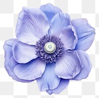 PNG Petals illustration botanical anemone.