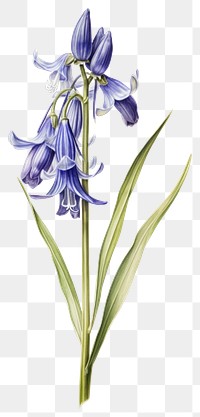 PNG Flower illustration botanical bluebell.