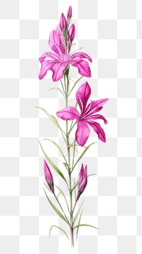 PNG Illustration botanical drawing flower.