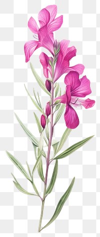 PNG Illustration botanical drawing flower.