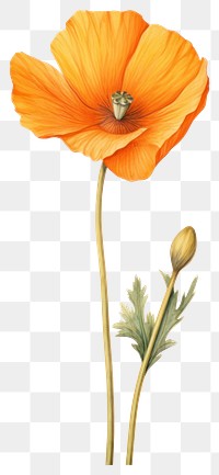 PNG Poppy illustration botanical drawing.