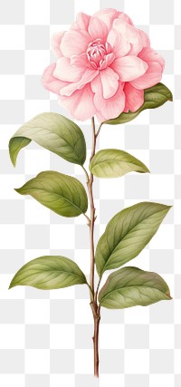 PNG Flower illustration botanical camellia.