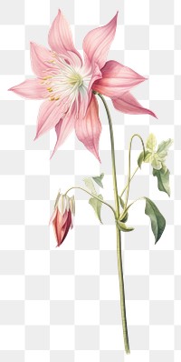 PNG Flower illustration aquilegia botanical.