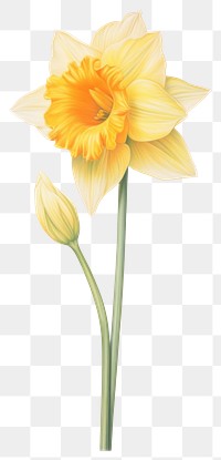 PNG Daffodil illustration botanical drawing.