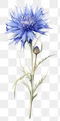 PNG Flower art illustration botanical.