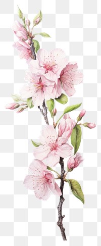 PNG Flowers illustration watercolor botanical.