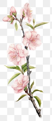 PNG Flowers illustration botanical blossom.