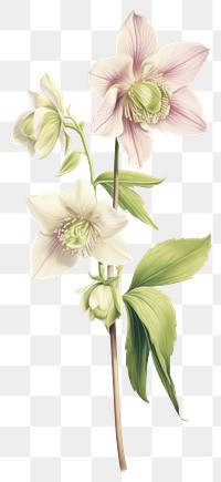 PNG Flower illustration botanical hellebore.