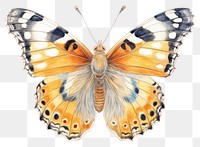 PNG Butterfly illustration drawing insect.