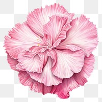 PNG Petal illustration botanical flower.