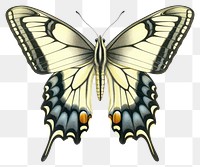 PNG Butterfly art illustration vintage.