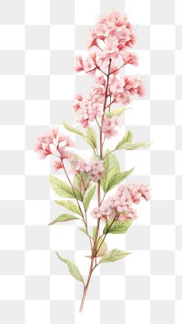 PNG Flowers illustration watercolor botanical.