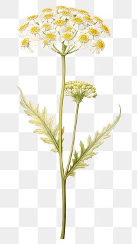 PNG Illustration botanical drawing flower.