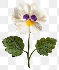 PNG White pansy flower leaf handcrafted asteraceae.