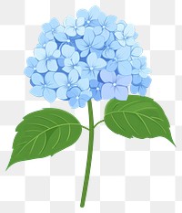 PNG Hydrangea illustration flower leaf.