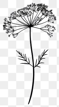 PNG Wild dill flower illustration minimalist drawing.