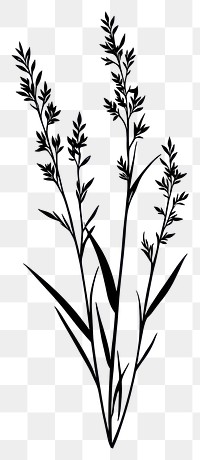 PNG Wild flower Horseweed illustration minimalist design.