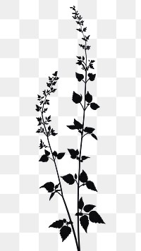 PNG Wild flower Agrimony illustration silhouette minimalist.