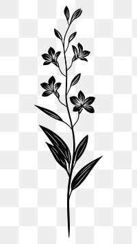 PNG Wild flower Tuberose illustration design plant.