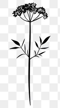 PNG Wild flower Cow Parsnip illustration minimalist design.